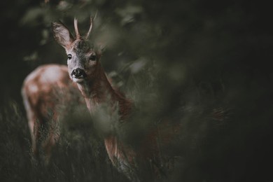 roedeer in the forest looking towards the camera. dark and muted colors in green and brown tones. foreground and background are blurry.