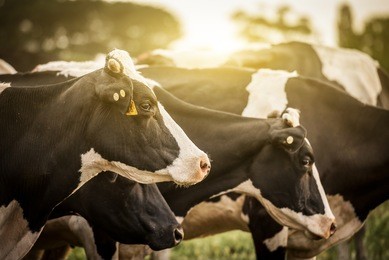 cattle grazing in a field with the sun rising in the background.