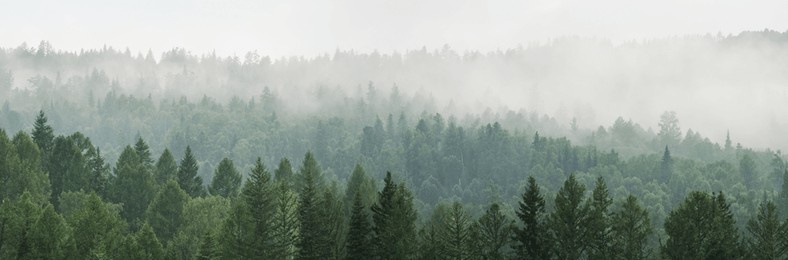 mountain taiga, a wild place in siberia. coniferous forest, morning fog, panoramic view.