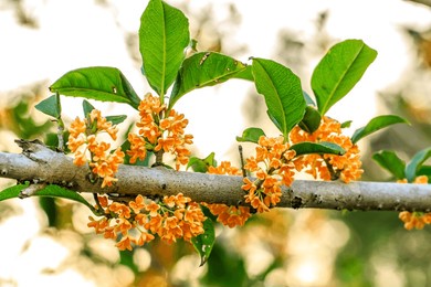 beautiful osmanthus blooms on the osmanthus tree