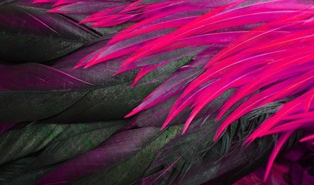 colorful feathers, chicken feathers background texture