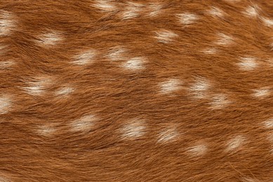 female sika deer fur texture cute wild animal concept, brown deer and fur pattern background.