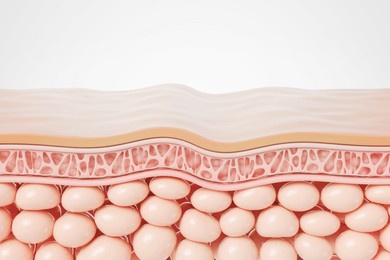 saggy skin layer and skin cells, 3d rendering.