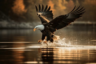an eagle in flight catching fish from a lake