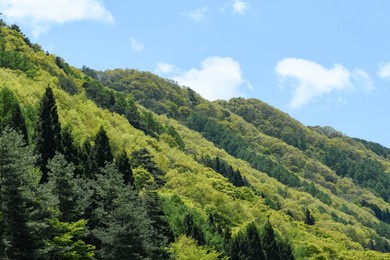 beautiful mountains with fresh green