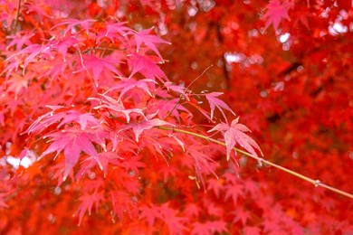 autumn leaves in seoul, south korea