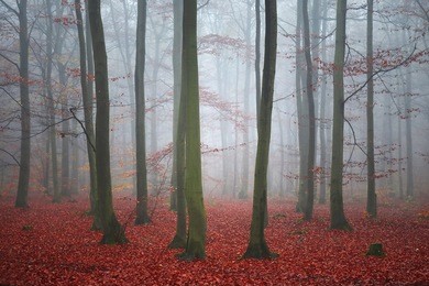 beautiful autumn foggy day in the forest