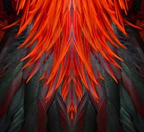 colorful feathers, chicken feathers background texture