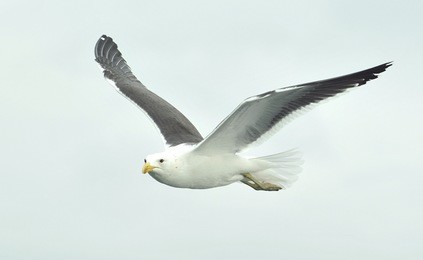 flying seagull. flying kelp gull (larus dominicanus), also known as the dominican gul and black backed kelp gull.