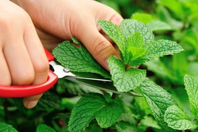 hands with scissors picking mint leaves in garden 