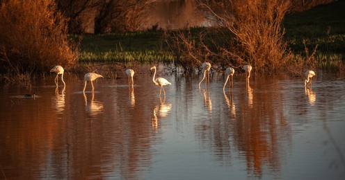 birds in the lagoon of rocío at dawn
el rocio lagoon natural reserve for waterfowl in the coto de doñana national park in andalusia spain 
naturelandscapes southern spain europe largest wetlands