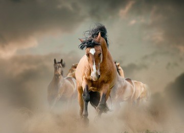 horses in dust