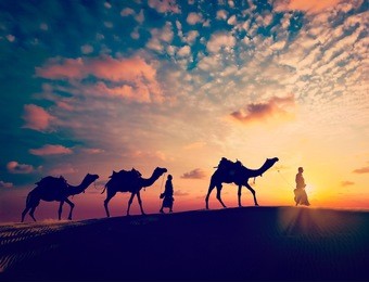 vintage retro effect filtered hipster style image of  rajasthan travel background - two indian cameleers with camels silhouettes in thar desert dunes on sunset. jaisalmer, rajasthan, india
