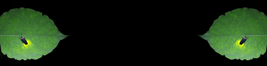 two fireflies are shining on the leaves. 
summer concept.