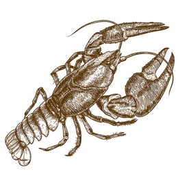 vector antique engraving woodcut illustration of one crayfish on white background
