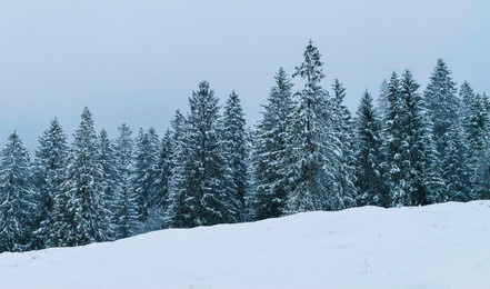 winter landscape fir tree forest