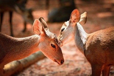 two deer caring care