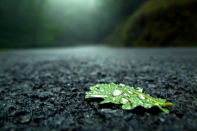close-up of a fallen leaf on the road on a rainy day