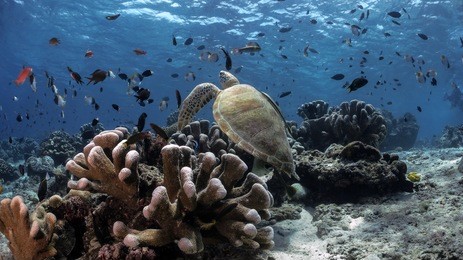 underwater panorama of sipadan island