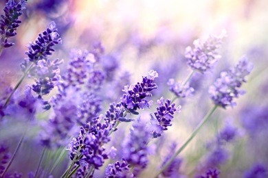 soft focus on lavender flower