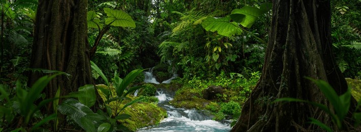 tropical forest with river stream