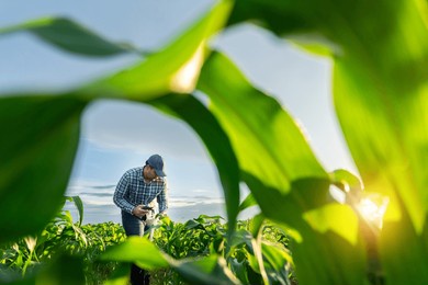 agriculture or farmer with mobile phone in growing green corn fields. 