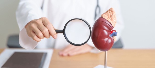doctor with kidney adrenal gland anatomy model and magnifying glass. disease of urinary system and stones, cancer, world kidney day, chronic kidney, urology, nephritis, renal, transplant and health