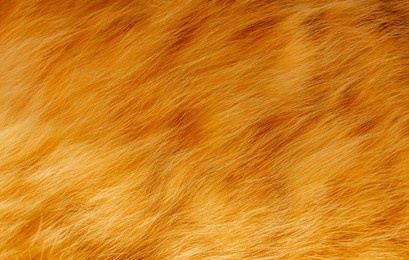 cute ginger cat texture background. close up shot of ginger tabby cat's fluffy fur.
