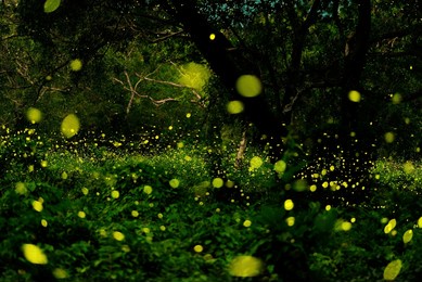 bokeh of bioluminescence or flashing light of swarm fireflies, firefly flying in forest twilight time. overview of magical secret science of fireflies in thailand. long-exposure photo with noise grain