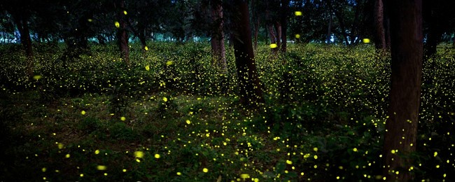 bokeh of bioluminescence or flashing light of swarm fireflies, firefly flying in forest twilight time. overview of magical secret science of fireflies in thailand. long-exposure photo with noise grain
