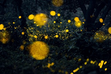firefly flying in the forest. firefly lights in the night like a fairy tale. fireflies in the bush at night in prachinburi thailand. light from fireflies at night in the forest, long exposure photo.8ค