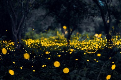 firefly flying in the forest. firefly lights in the night like a fairy tale. fireflies in the bush at night in prachinburi thailand. light from fireflies at night in the forest, long exposure photo.8ค