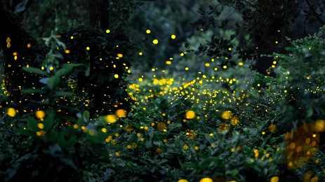 firefly flying in the forest. firefly lights in the night like a fairy tale. fireflies in the bush at night in prachinburi thailand. light from fireflies at night in the forest, long exposure photo.8ค