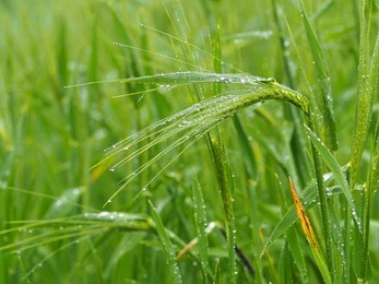 green wheat with dew drops