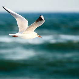 sea gull on background sky