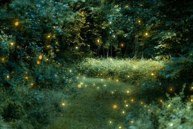 fireflies in a woodland path at alum creek state park in lewis center ohio. 