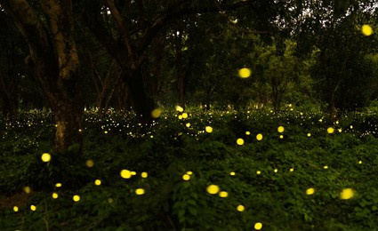 city of fireflies, prachinburi, thailand, go for a living in the evening. a lot of fireflies are a special season as a natural phenomenon. long shutter speeds may cause noise.