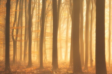 an autumn morning with beautiful light, fog and colors in the forest