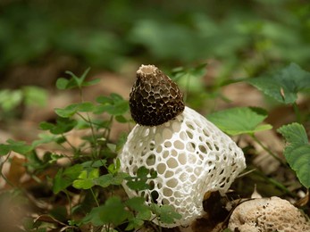 long net stinkhorn growing in the bamboo grove