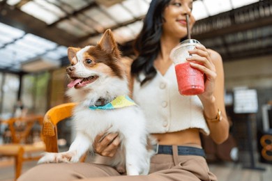 asian woman playing with her chihuahua dog at pets friendly dog park cafe. domestic dog with owner enjoy urban outdoor lifestyle in the city on summer vacation. pet humanization or pet parents concept