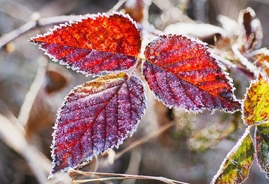 frozen blackberry autumn leaves, seasonal vintage winter  background, macro image