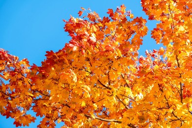 yellow autumn maple leaves against clear blue sky. copy space. sunny weather day. beauty in nature. natural fall background. golden season. lush crown. bright orange and red leaf colors. in the park.