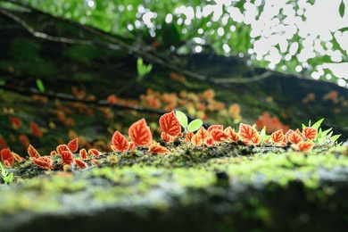 begonia flower rad natural ntional park