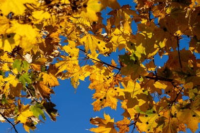 maple tree foliage in autumn, yellowed maple foliage in autumn
