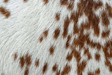texture or pattern of a real fur 