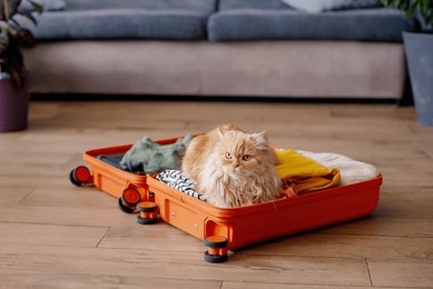travel concept with funny cat sitting on suitcase. life with animals concept - wanderlust people traveling the world