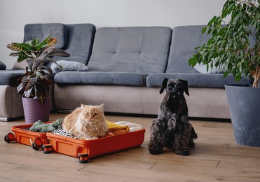 travel concept with funny dog and cat sitting on suitcase. life with animals concept - wanderlust people traveling the world