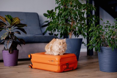 travel concept with funny cat sitting on suitcase. life with animals concept - wanderlust people traveling the world
