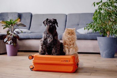 travel concept with funny dog and cat sitting on suitcase. life with animals concept - wanderlust people traveling the world