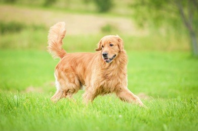 golden retriever running on the lawn